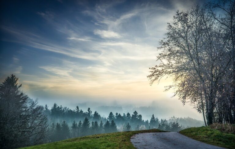 road, pathway, trees