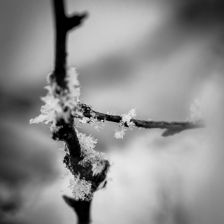 black and white photo of snow on a tree limb