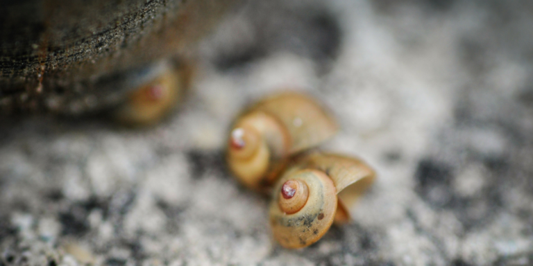 tiny shells near a larger shell