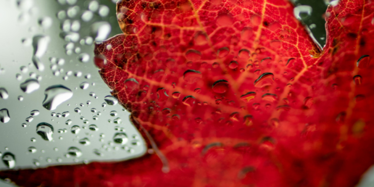 red leaf with rain drops photo taken from inside of the vehicle looking out