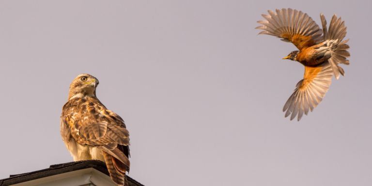 robin bird swoops at a hawk