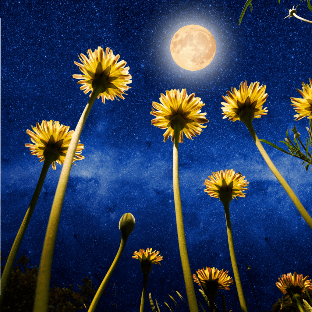 dandelions under the moon