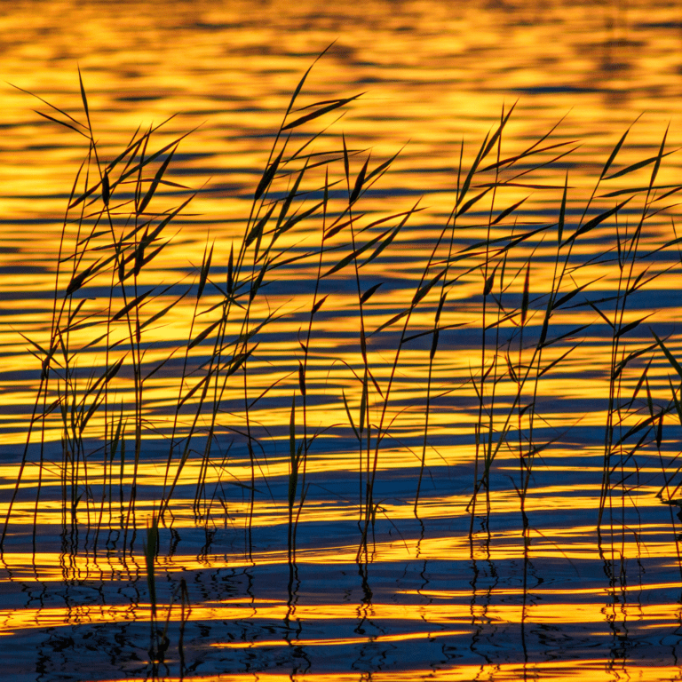 grass in water at golden hour