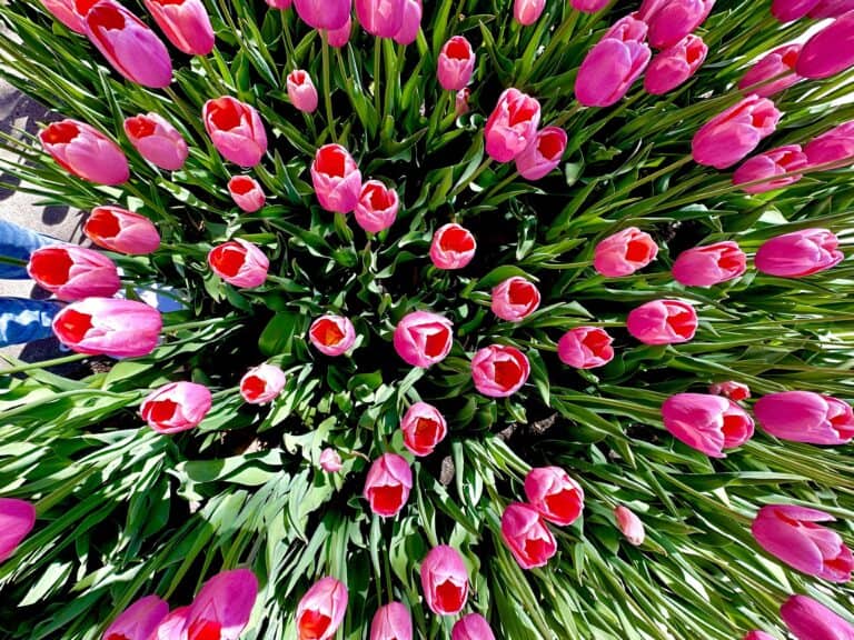 pink tulips, Pella tulip festival