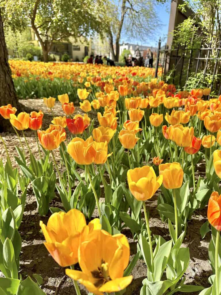 What Is The Annual Tulip Festival In Pella, Iowa Kirsti Out Wandering