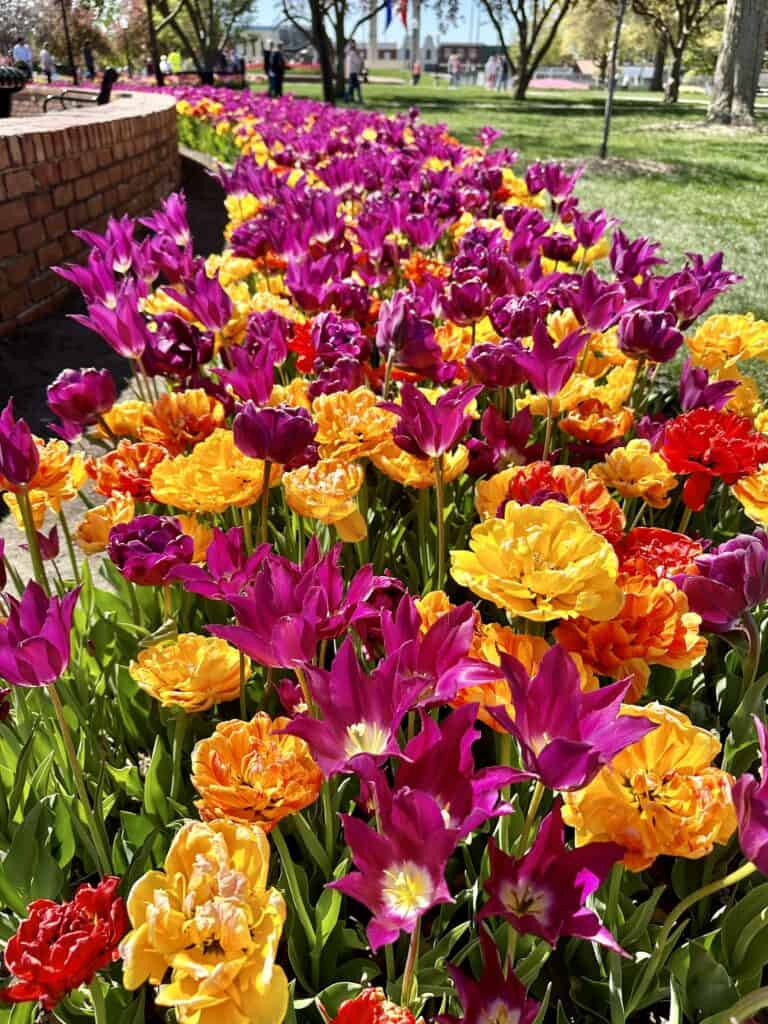 Colorful tulips, Pella Tulip festival