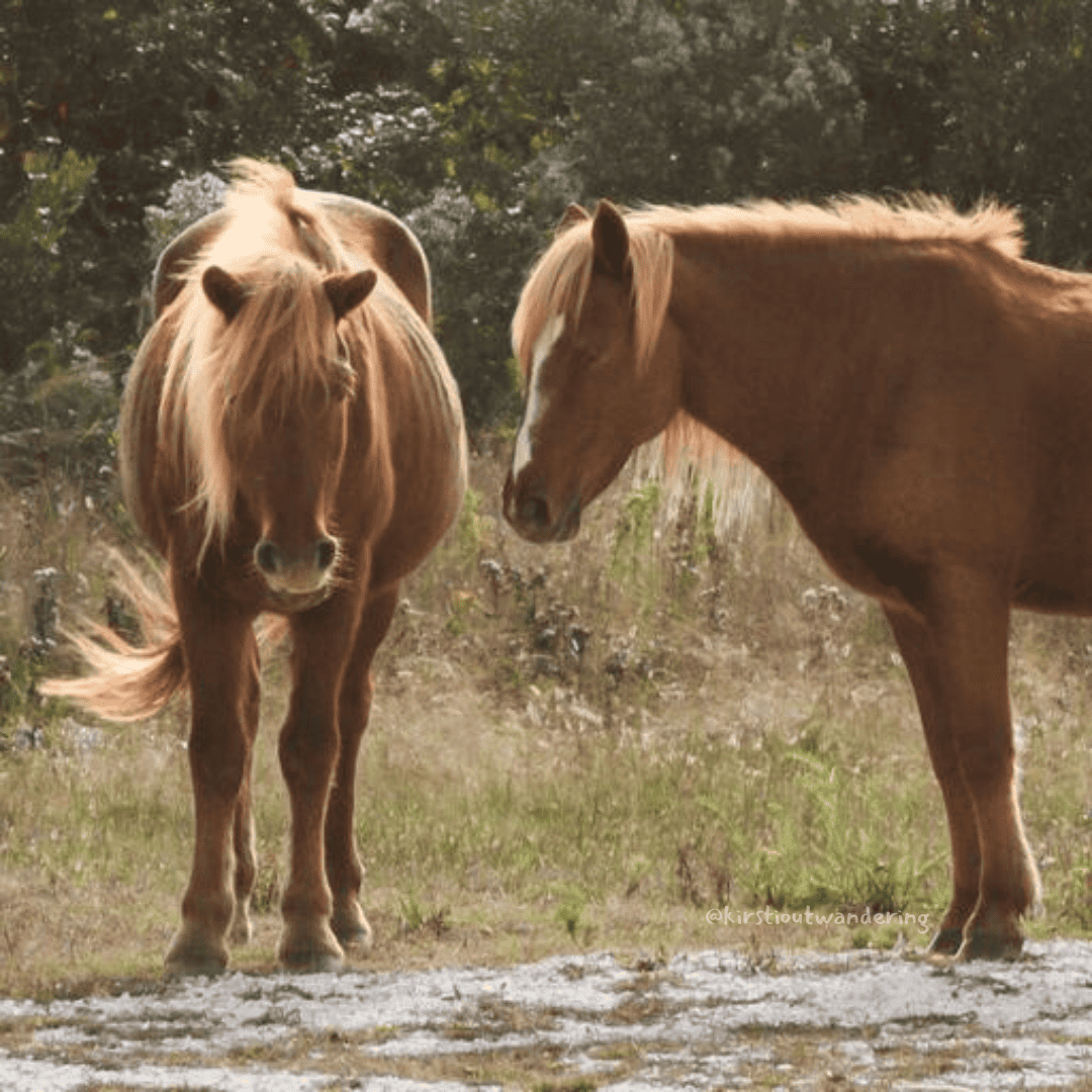 wild horses_Assateague Island horses