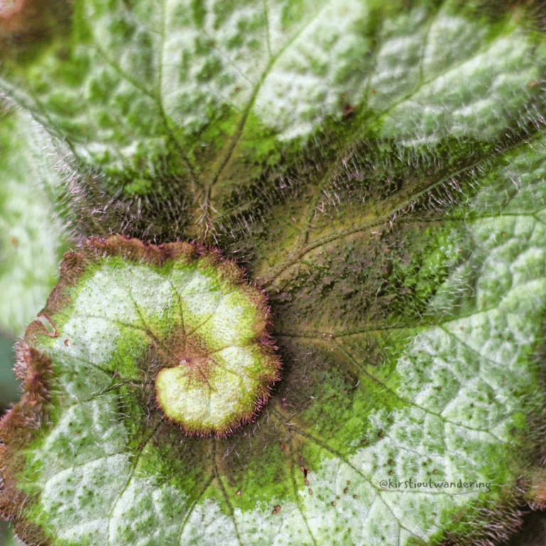 leaf with spiral center