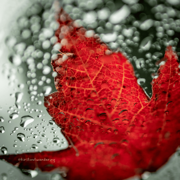 red leaf on window, rain