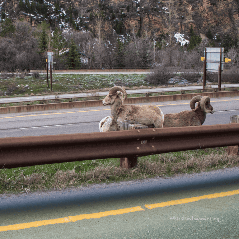 mountain goats along a highway in western colorado
