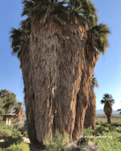 palm tree at Salton Sea California