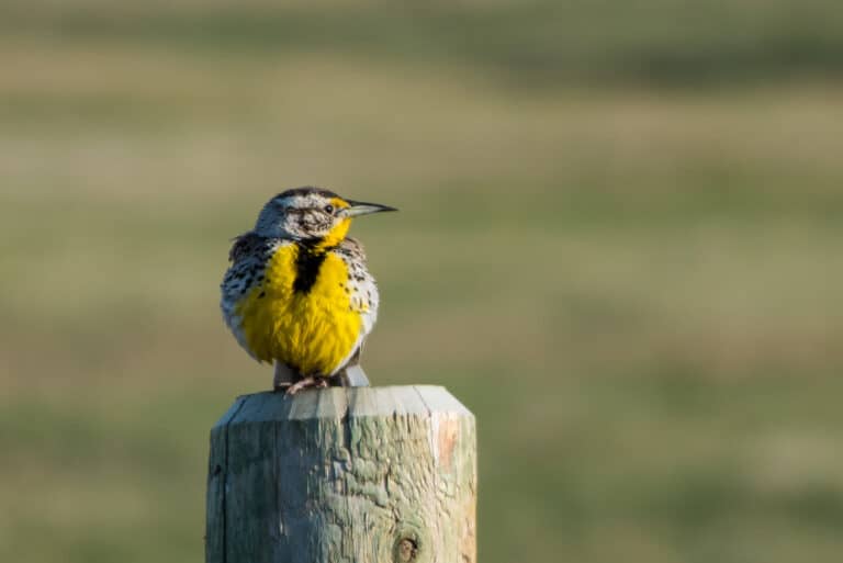Bird on fence post in Badlands National Park_Rim Road