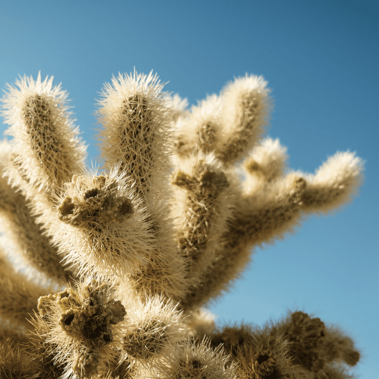 spines of the teddy bear cholla